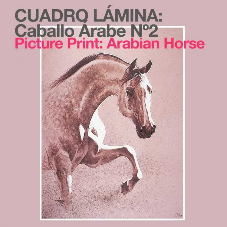 CUADRO LÁMINA: CABALLO ÁRABE Nº2