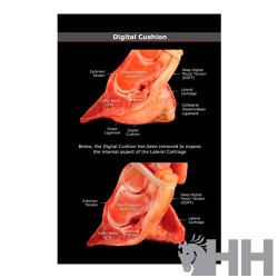 LIBRO GUIA VISUAL EXTREMIDADES Y CASCO DEL CABALLO (INGLES)